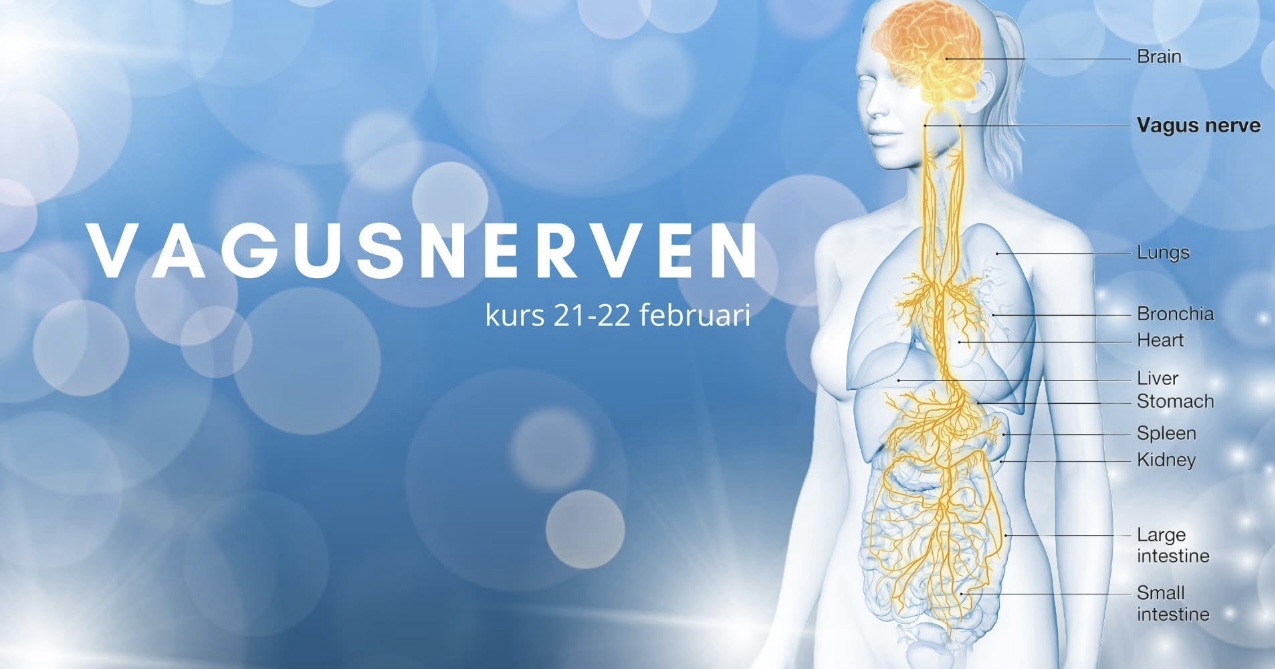 Vagusnerven – från kropp till känsla. Kurs den 21-22 februari.